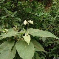 Solanum erianthum D.Don